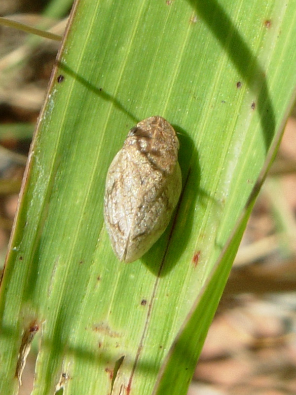 Cicadellidae, Issidae, Aphrophoridae .....